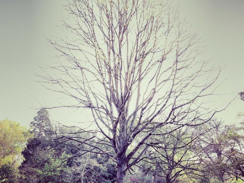 Grammarly Premium - 1 năm